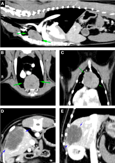 patient x-rays