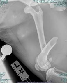 millie xray
